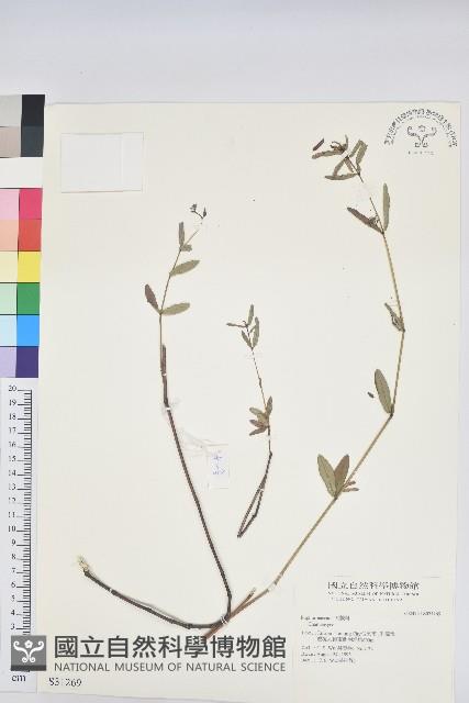 登錄號:S031269藏品圖，第1張