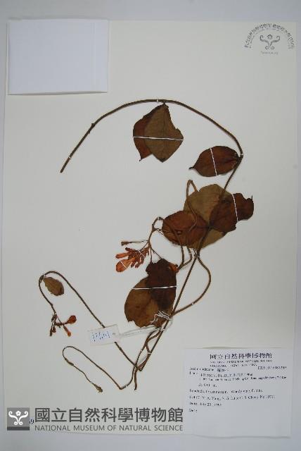 登錄號:S081269藏品圖，第1張