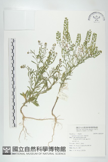 獨行菜藏品圖，第1張