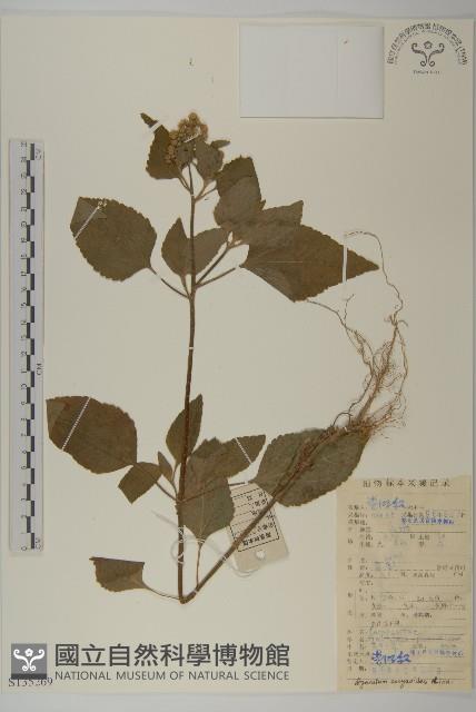 霍香薊藏品圖，第1張