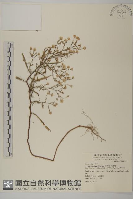 掃帚菊藏品圖，第1張