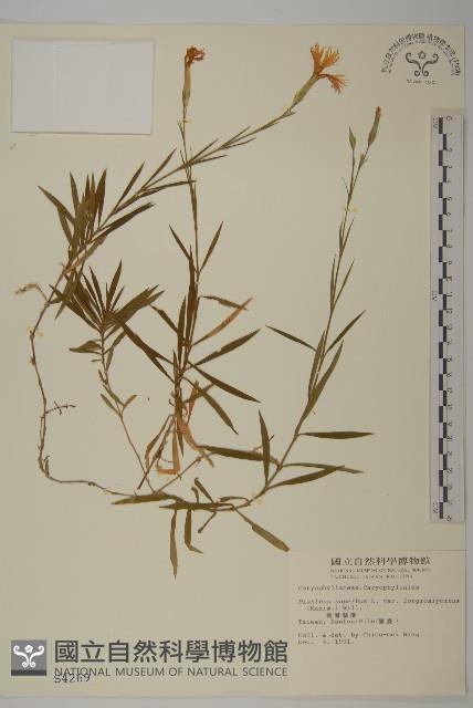 長萼瞿麥藏品圖，第1張