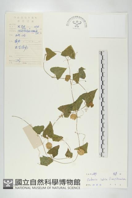 馬交兒藏品圖，第1張