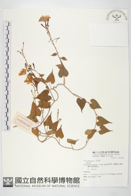 登錄號:S074269藏品圖，第1張