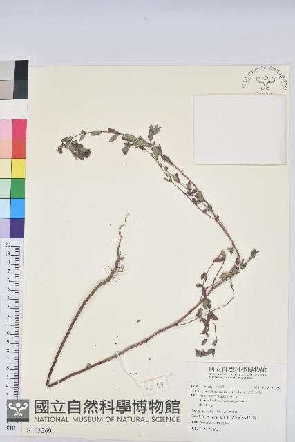 紫斑大戟藏品圖，第1張