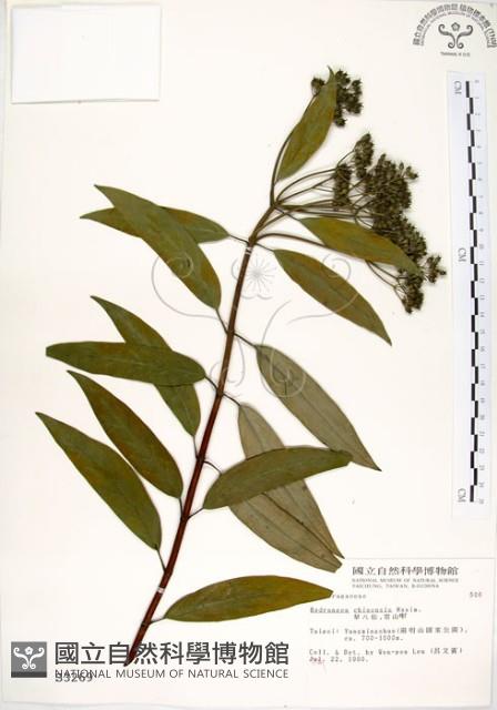 華八仙藏品圖，第1張