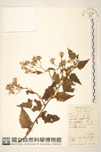 蔓黃菀藏品圖，第1張