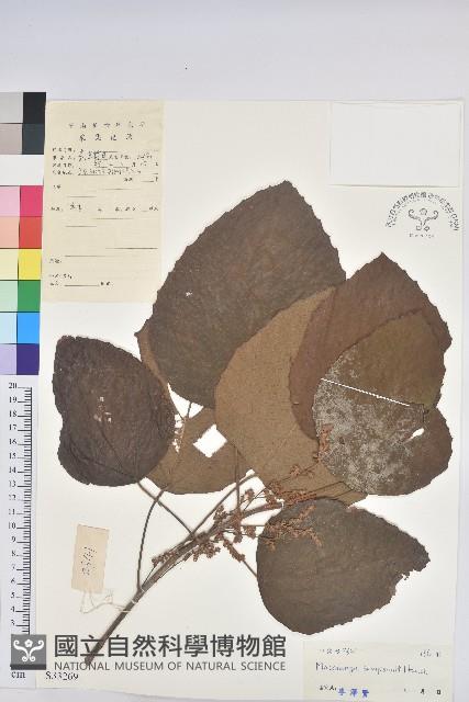 鼎湖血桐藏品圖，第1張