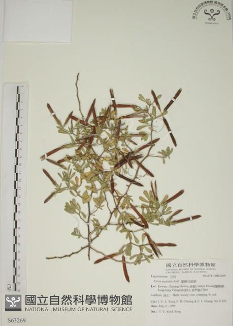 蘭嶼百脈根藏品圖，第1張