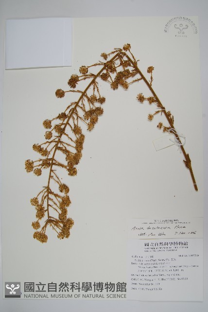 鵲不踏藏品圖，第1張