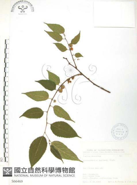 小構樹藏品圖，第1張