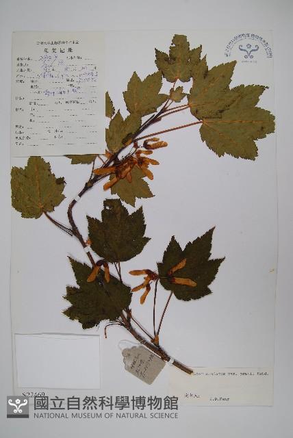 川滇長尾槭藏品圖，第1張