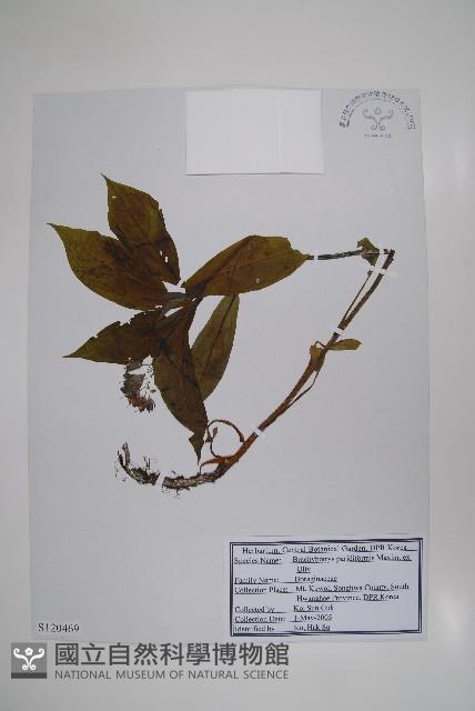 山茄子藏品圖，第1張