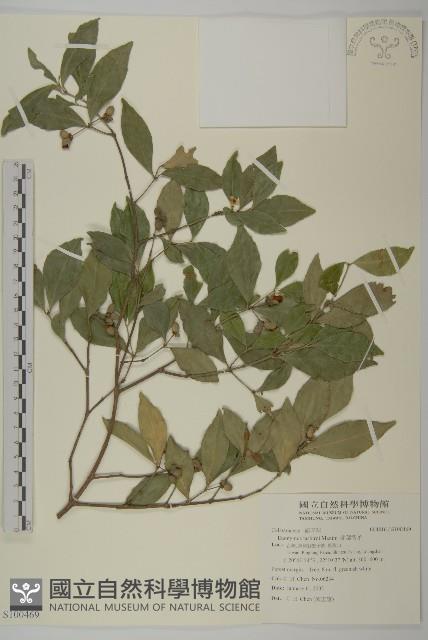 菱葉衛矛藏品圖，第1張