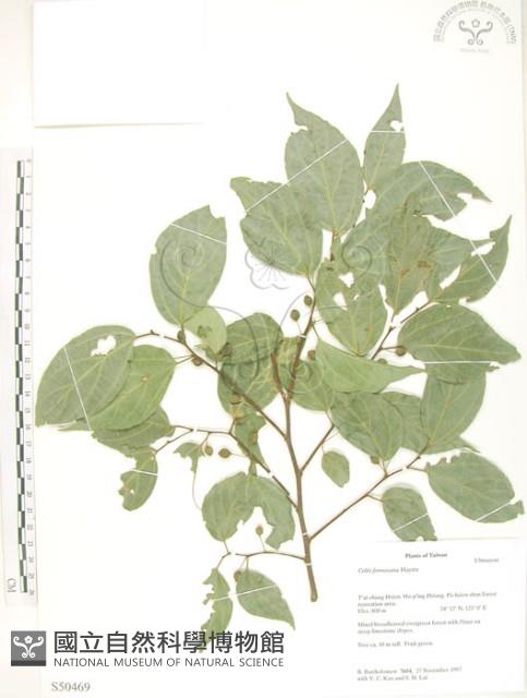 石朴藏品圖，第1張