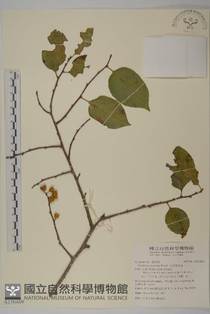 光果南蛇藤藏品圖，第1張