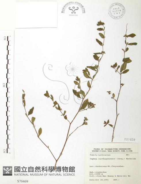 克非亞草藏品圖，第1張