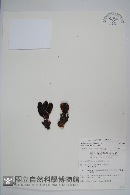 穗花蛇菰藏品圖，第1張