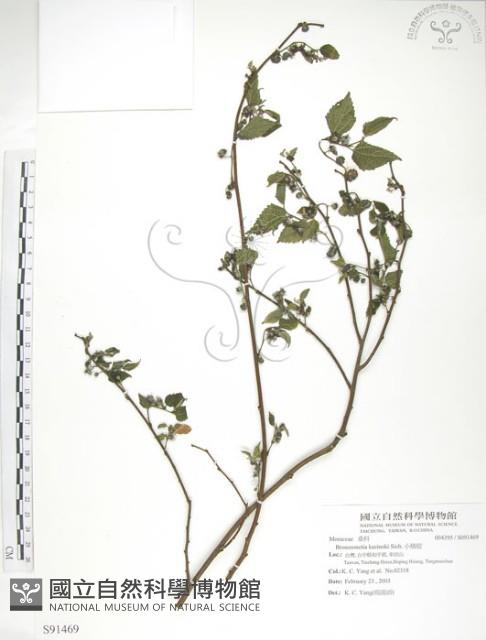 小構樹藏品圖，第1張