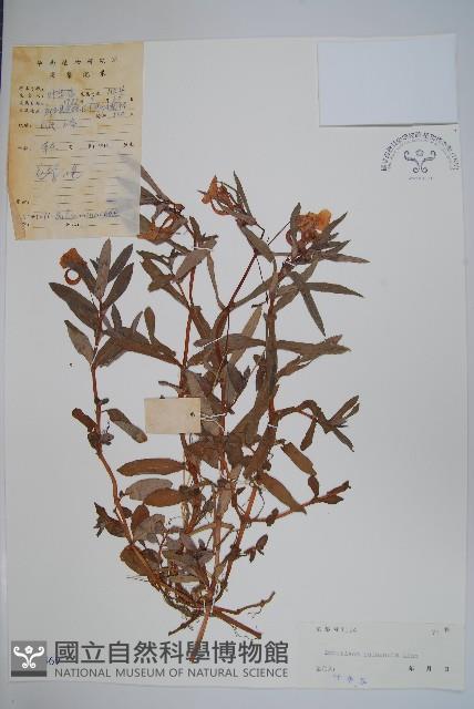 華鳳仙藏品圖，第1張