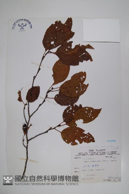 臺灣赤楊、臺灣榿木藏品圖，第1張