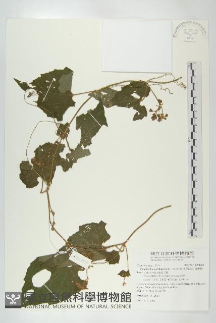 青牛膽藏品圖，第1張