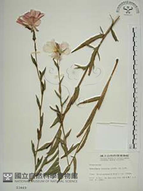 待宵草藏品圖，第1張