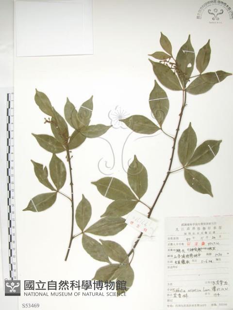 Asian Toddalia Collection Image