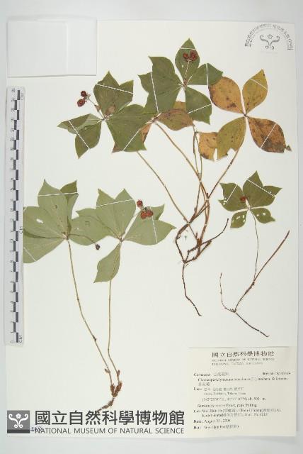 草茱萸藏品圖，第1張