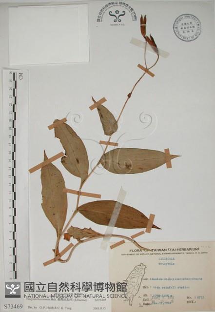 臺灣油點草藏品圖，第1張