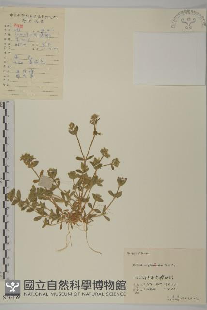 球序卷耳藏品圖，第1張