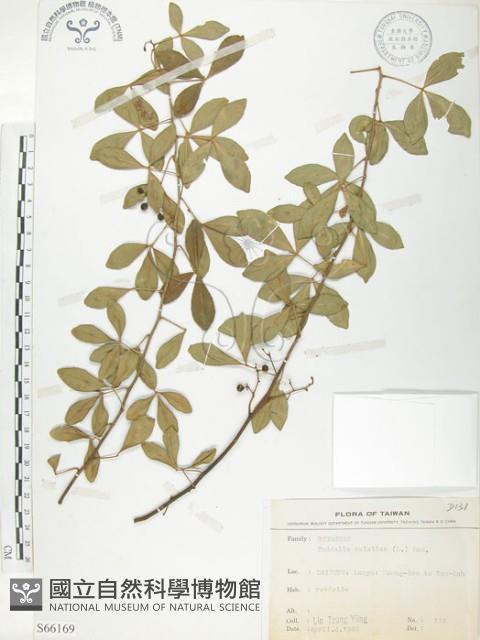 飛龍掌血藏品圖，第1張