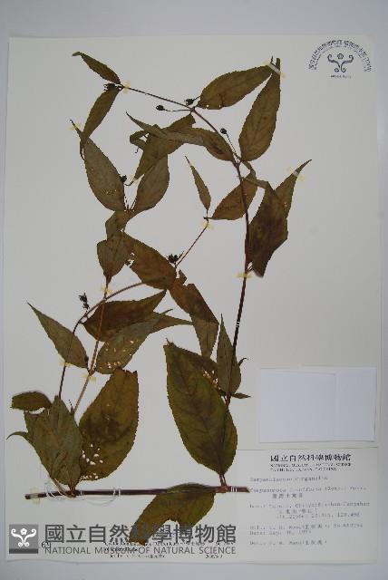 台灣土黨參藏品圖，第1張