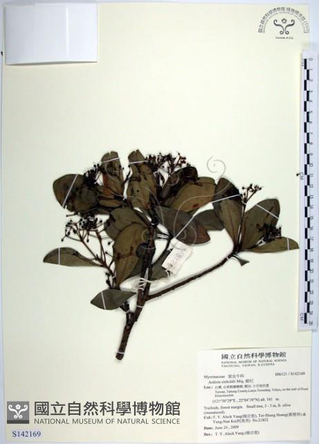 樹杞藏品圖，第1張