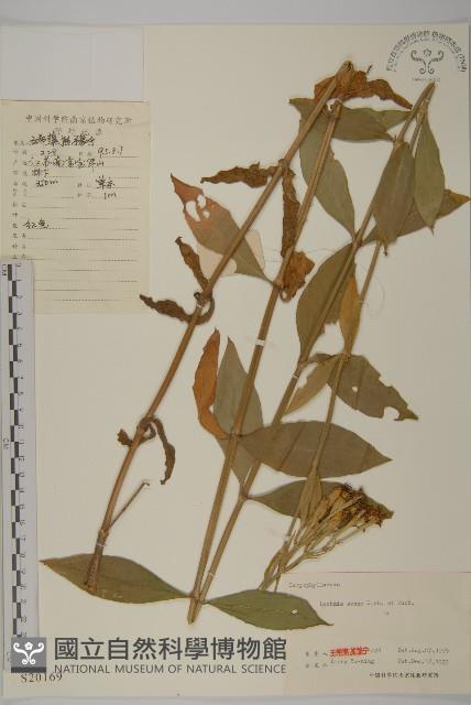 剪秋羅、剪秋紗、漢宮秋藏品圖，第1張