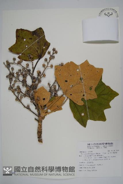 華參、裡白八角金盤藏品圖，第1張