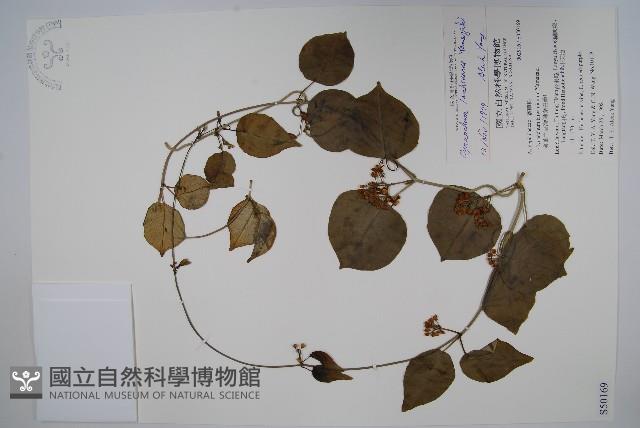 蘭嶼牛皮消、蘭嶼白薇藏品圖，第1張