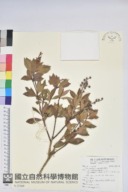 臺灣馬醉木藏品圖，第1張