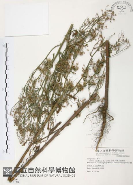 加拿大蓬藏品圖，第1張