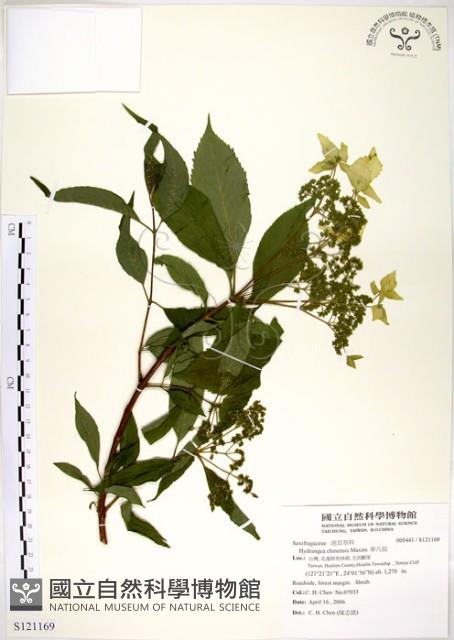 華八仙藏品圖，第1張
