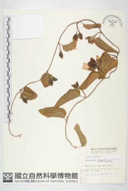 盒果藤藏品圖，第1張