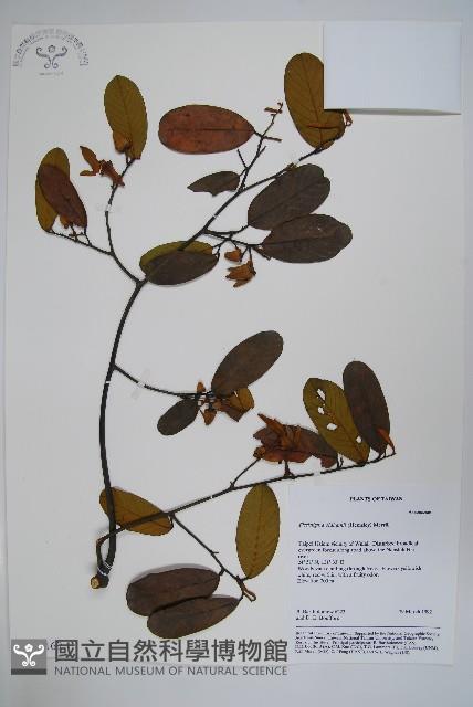 瓜馥木藏品圖，第1張