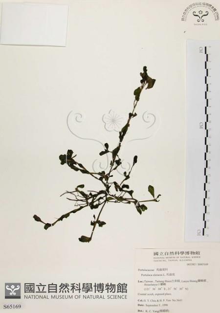 馬齒莧藏品圖，第1張