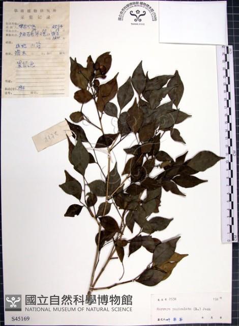 月橘藏品圖，第1張