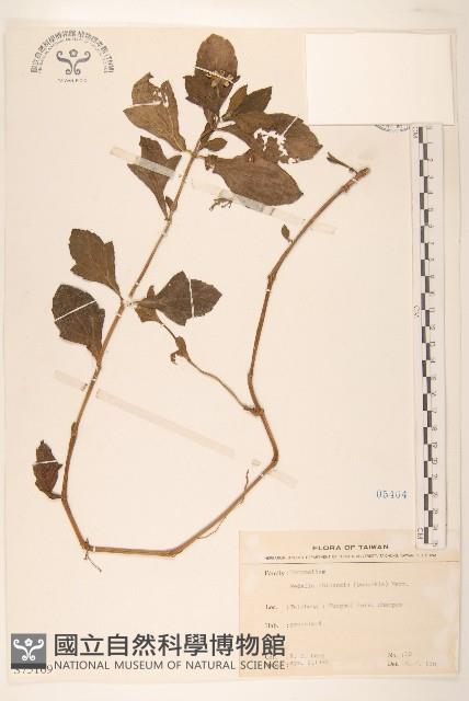 蟛蜞菊藏品圖，第1張