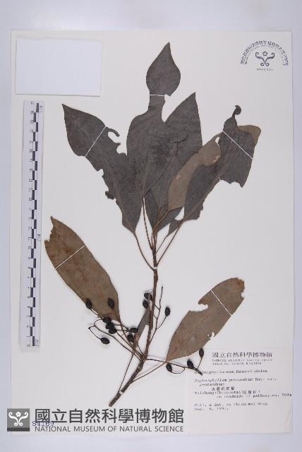 五蕊虎皮楠藏品圖，第1張