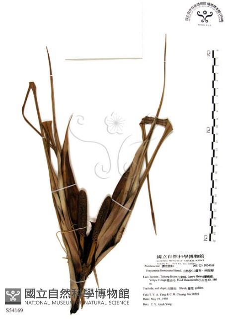 山露兜、山林投、林投舅藏品圖，第1張