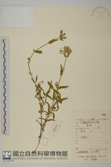紡錘根蠅子草藏品圖，第1張