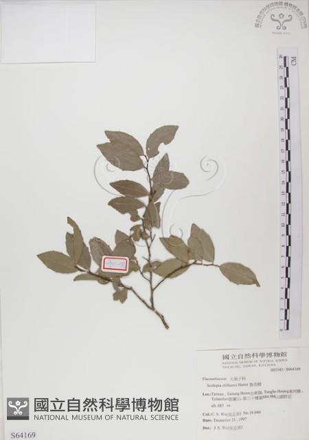 魯花樹藏品圖，第1張