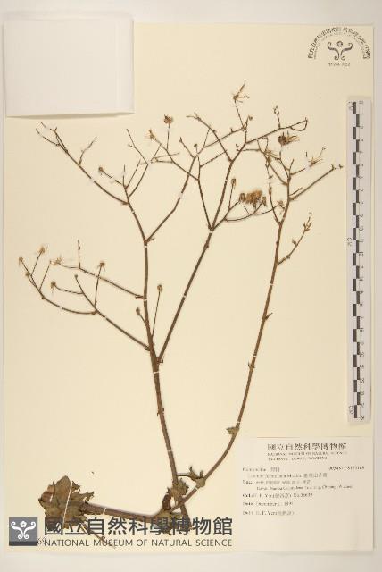 臺灣山苦苣藏品圖，第1張